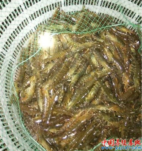 中國養殖基地 yzjidi.com
