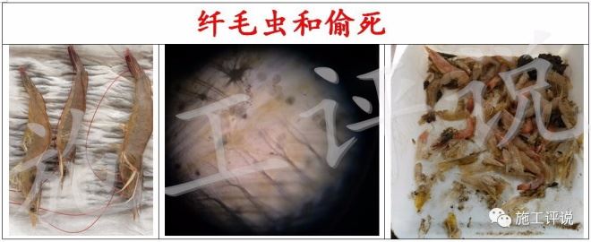 中國養殖基地 yzjidi.com