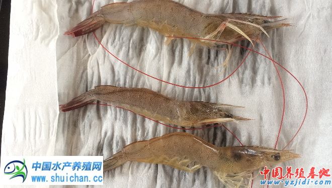 中國養殖基地 yzjidi.com