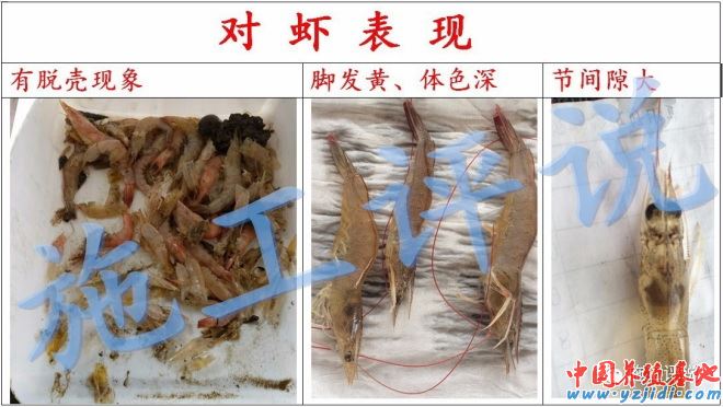 中國養殖基地 yzjidi.com