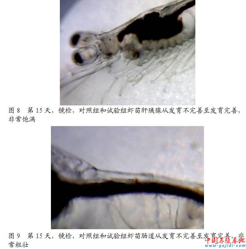 中國養殖基地 yzjidi.com