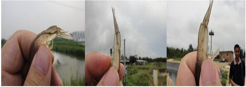中國養殖基地 yzjidi.com