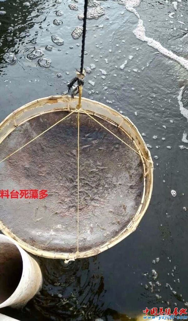 中國養殖基地 yzjidi.com