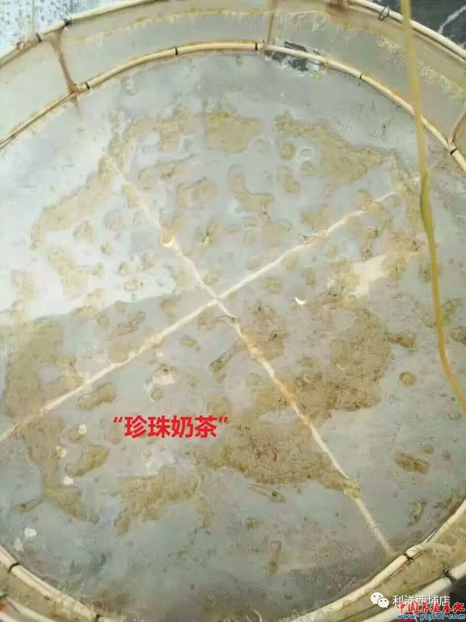 中國養殖基地 yzjidi.com