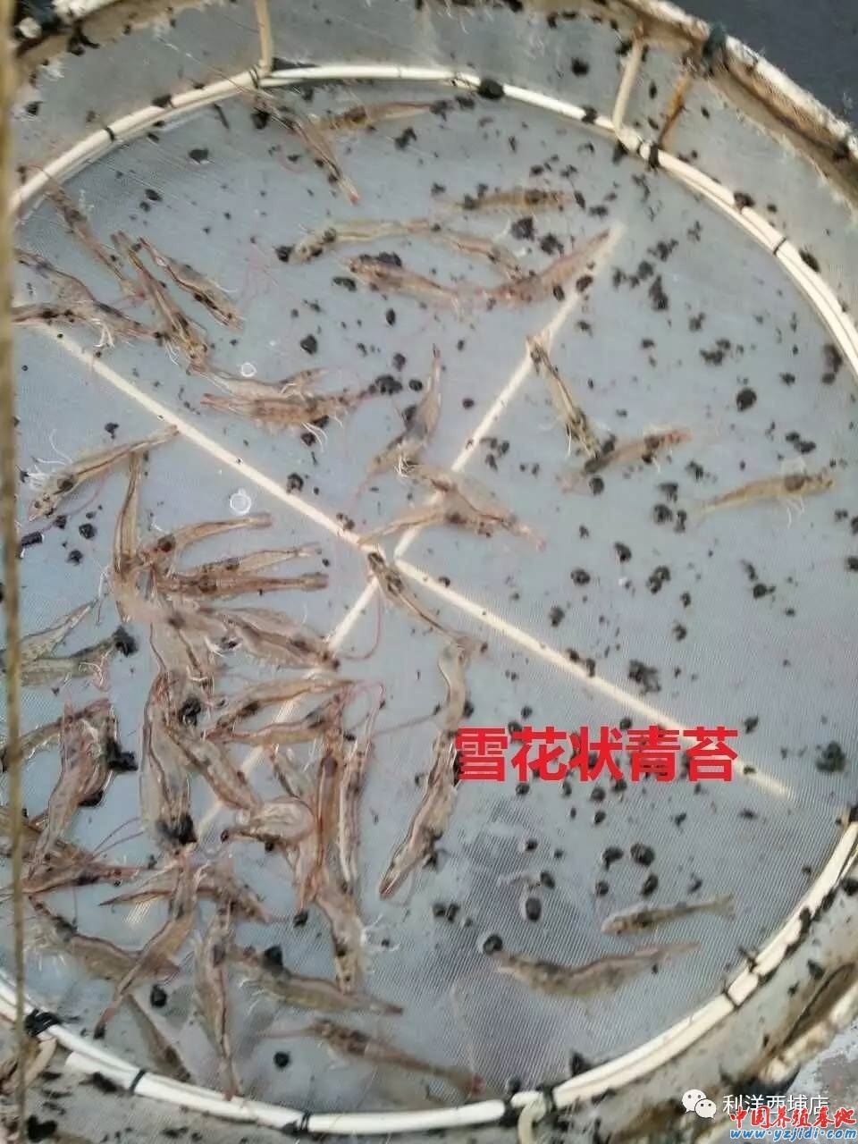 中國養殖基地 yzjidi.com