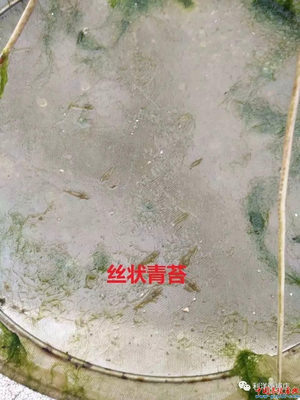 中國養殖基地 yzjidi.com