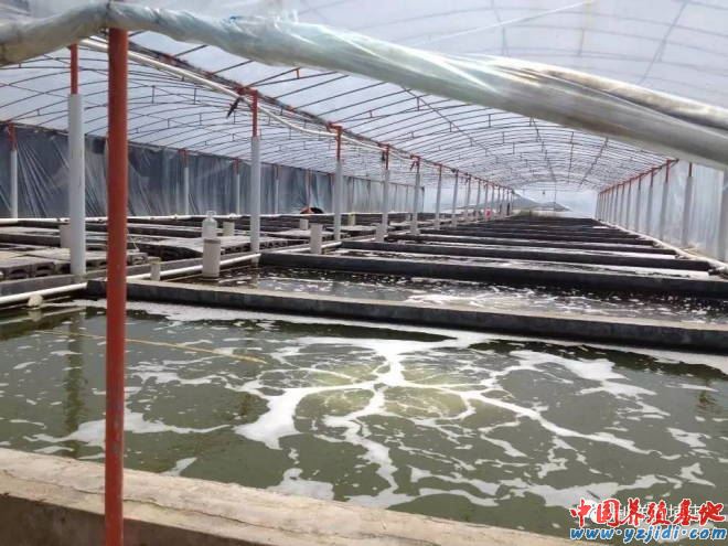 中國養殖基地 yzjidi.com