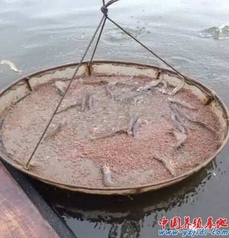 中國養殖基地 yzjidi.com