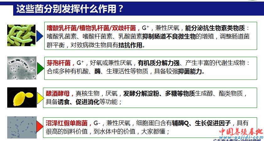 中國養殖基地 yzjidi.com