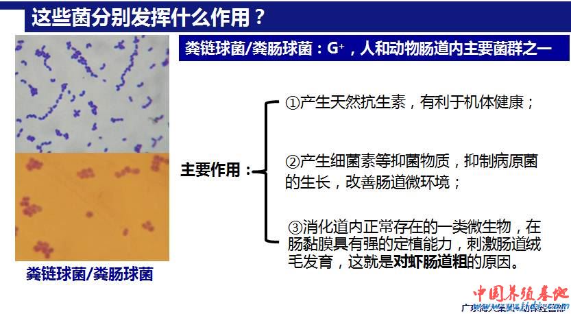 中國養殖基地 yzjidi.com