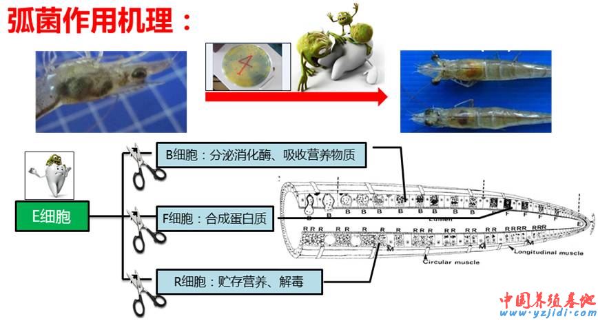 中國養殖基地 yzjidi.com
