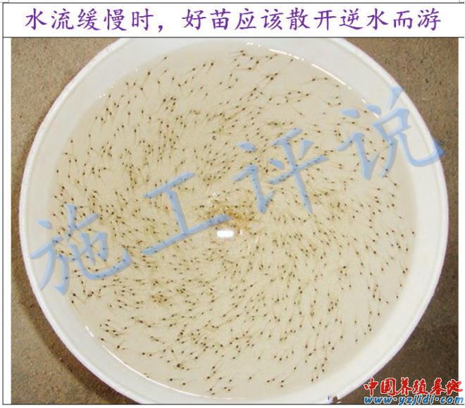 中國養殖基地 yzjidi.com