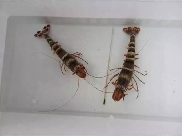 中國養殖基地 yzjidi.com