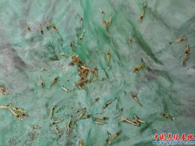 中國養殖基地 yzjidi.com