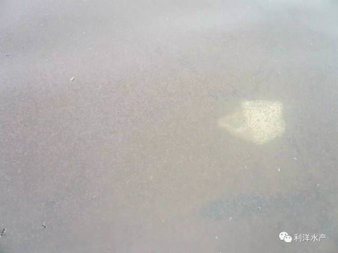 中國養殖基地 yzjidi.com