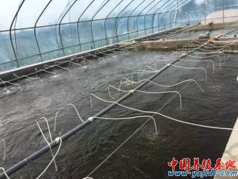 中國養殖基地 yzjidi.com