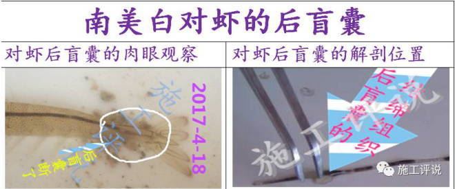 中國養殖基地 yzjidi.com