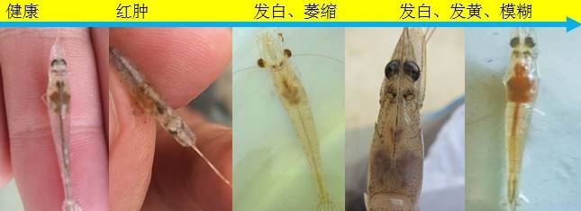 中國養殖基地 yzjidi.com