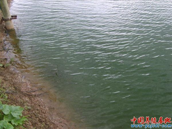 中國養殖基地 yzjidi.com