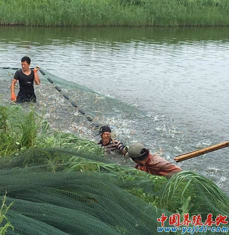 中國養殖基地 yzjidi.com