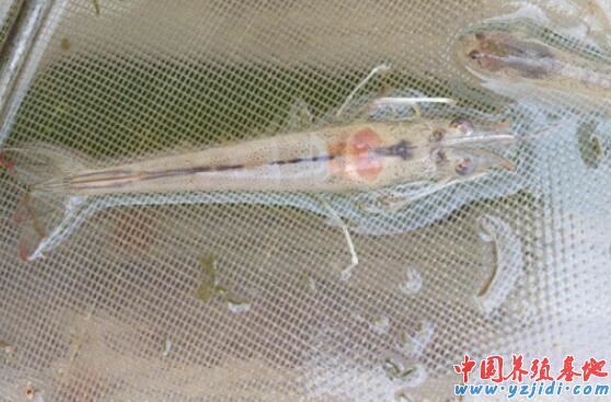 中國養殖基地 yzjidi.com