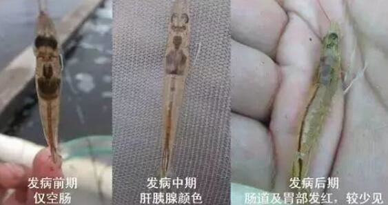 中國養殖基地 yzjidi.com