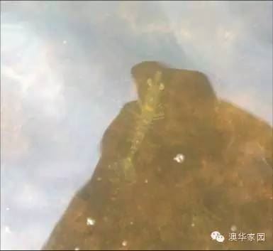 中國養殖基地 yzjidi.com