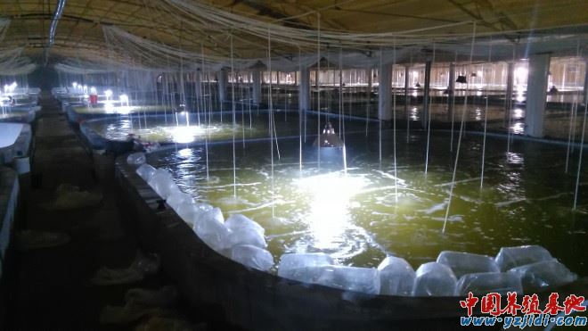 中國養殖基地 yzjidi.com