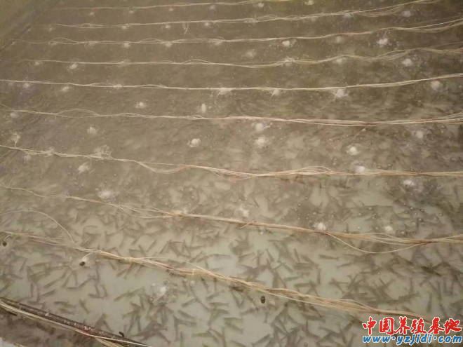 中國養殖基地 yzjidi.com