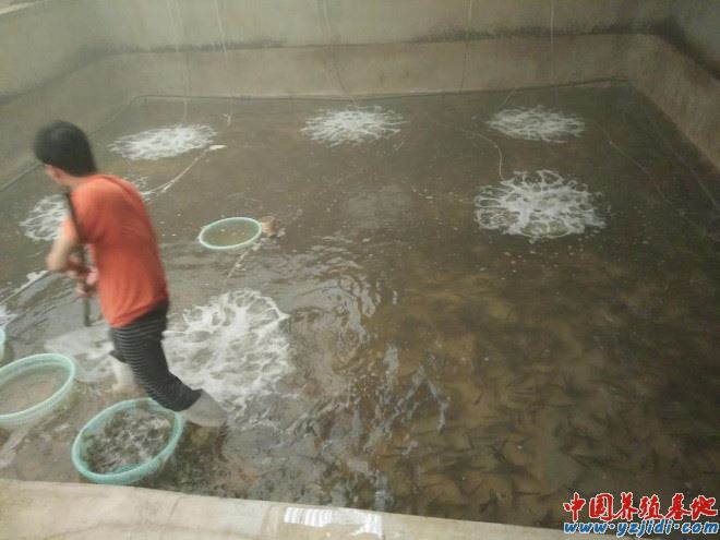 中國養殖基地 yzjidi.com