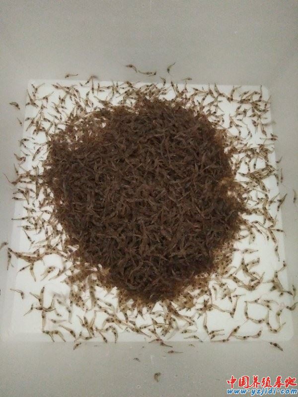 中國養殖基地 yzjidi.com