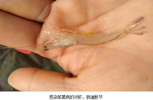 中國養殖基地 yzjidi.com