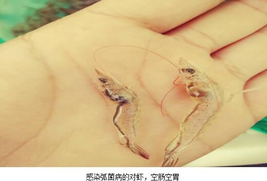 中國養殖基地 yzjidi.com