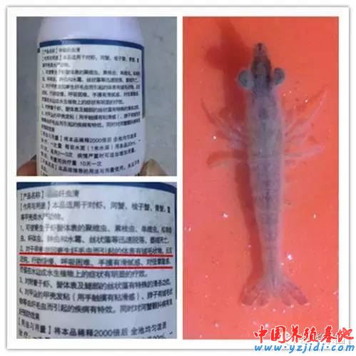 中國養殖基地 yzjidi.com