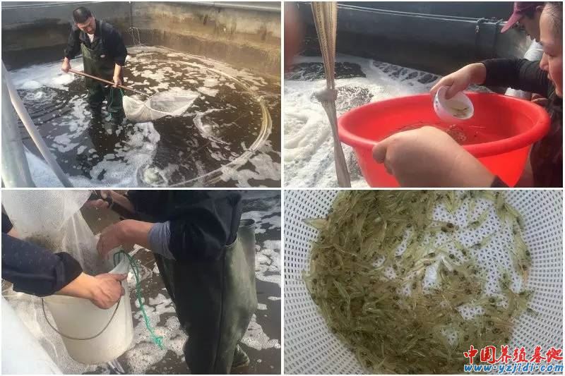 中國養殖基地 yzjidi.com