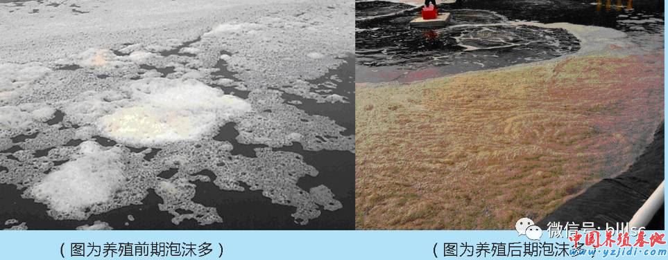 中國養殖基地 yzjidi.com