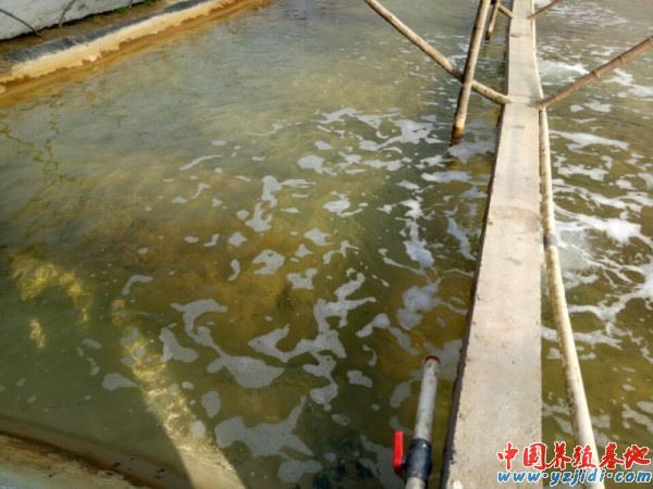 中國養殖基地 yzjidi.com
