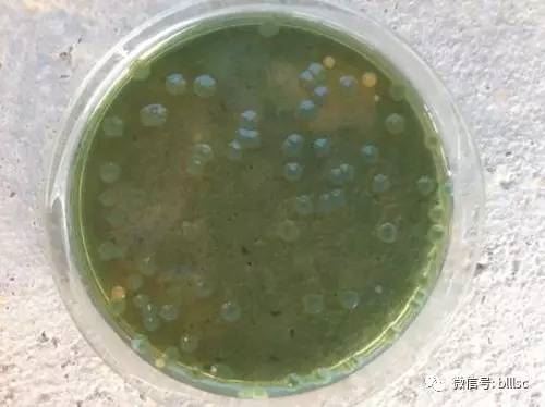 中國養殖基地 yzjidi.com