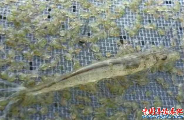 中國養殖基地 yzjidi.com