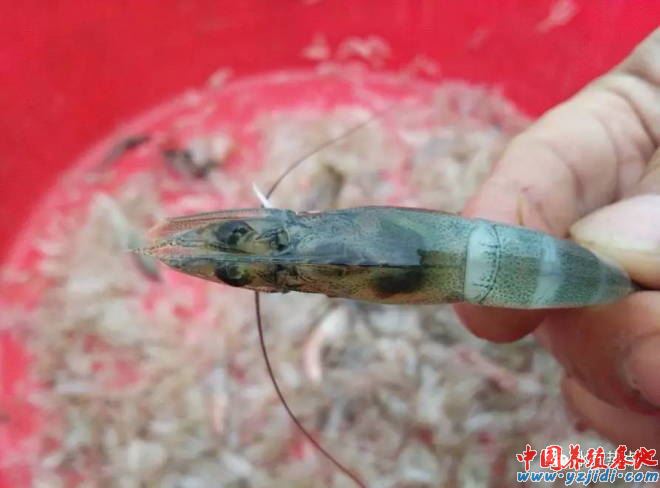 中國養殖基地 yzjidi.com