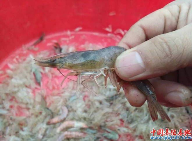 中國養殖基地 yzjidi.com