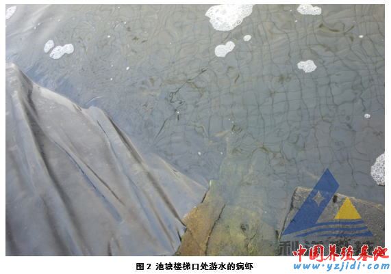中國養殖基地 yzjidi.com