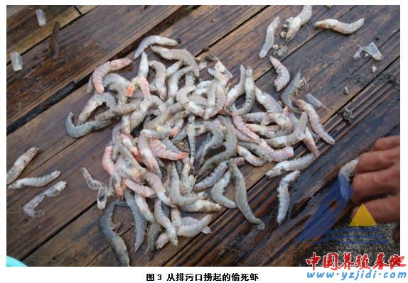中國養殖基地 yzjidi.com