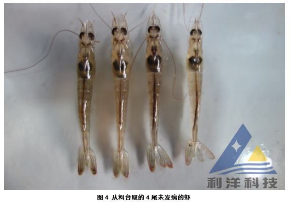 中國養殖基地 yzjidi.com