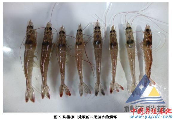 中國養殖基地 yzjidi.com