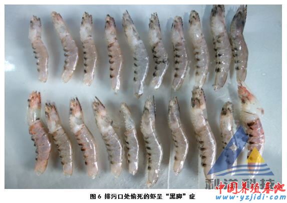 中國養殖基地 yzjidi.com