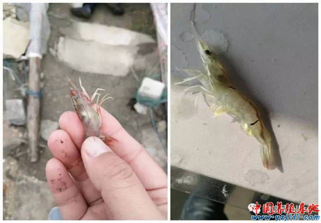 中國養殖基地 yzjidi.com