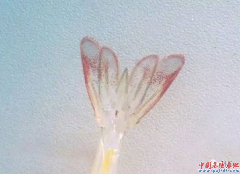 中國養殖基地 yzjidi.com