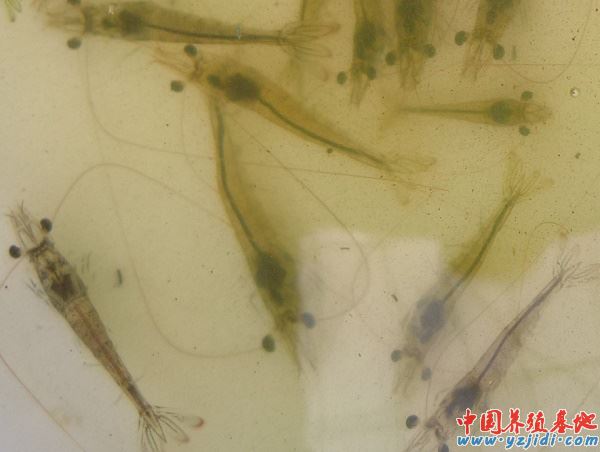 中國養殖基地 yzjidi.com