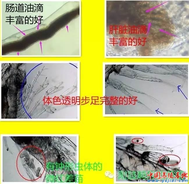 中國養殖基地 yzjidi.com